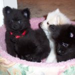 Pomeranian Puppy For Sale