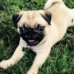 Pug Puppy For Sale