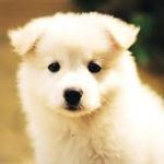 Samoyed Puppy For Sale