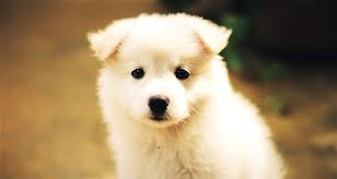 Samoyed Puppy For Sale