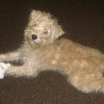 Schnoodle Puppy For Sale