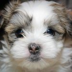 Shih Tzu Puppy For Sale