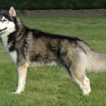 Siberian Husky Dog