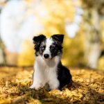 Australian Shepherd Puppy For Sale