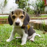 beagle puppy for sale