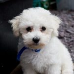 For Sale Bichon Frise