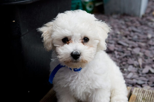 For Sale Bichon Frise