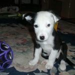 border collie puppy for sale