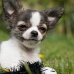 chihuahua puppy for sale