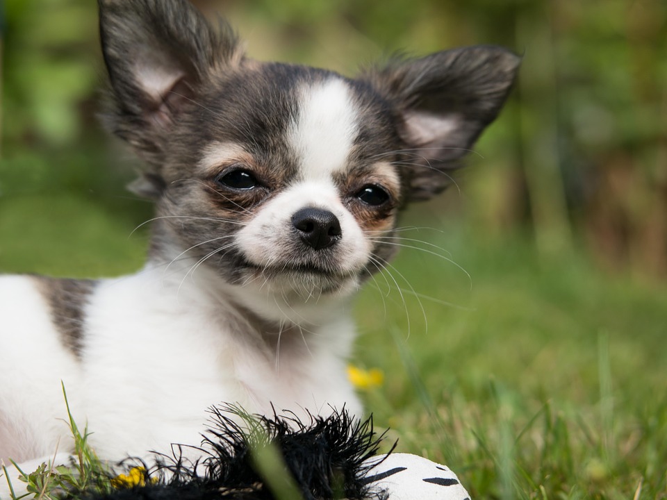 chihuahua puppy for sale