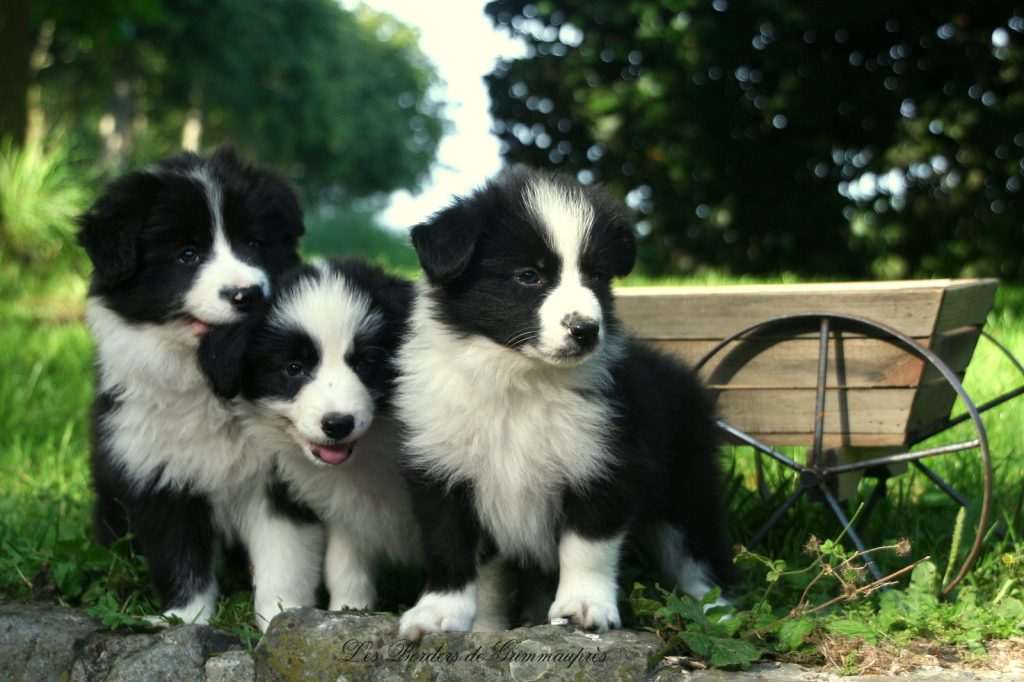 Border Collie Puppy