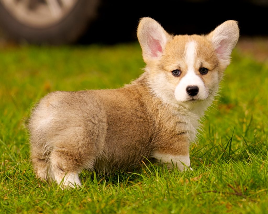 Corgi Puppies For Sale Pet Adoption And Sales