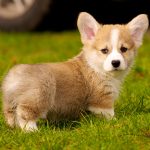 corgi puppy for sale