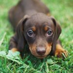 dachshund puppy for sale