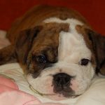 English Bulldog Puppy for Sale