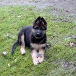 german shepherd puppy for sale