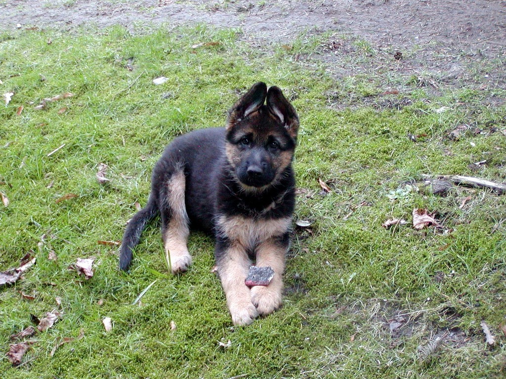 german shepherd puppy for sale