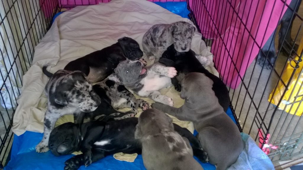 Great Dane Puppy For Sale