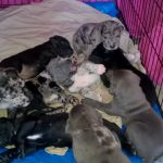 Great Dane Puppy For Sale