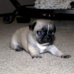 for sale pugs