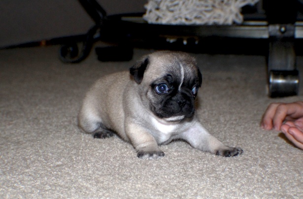 for sale pugs