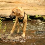 Rhodesian Ridgeback Puppy For Sale