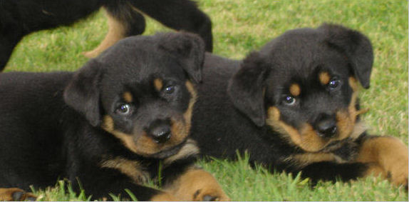 rottweiler puppy for sale