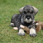 Schnauzer Puppy For Sale