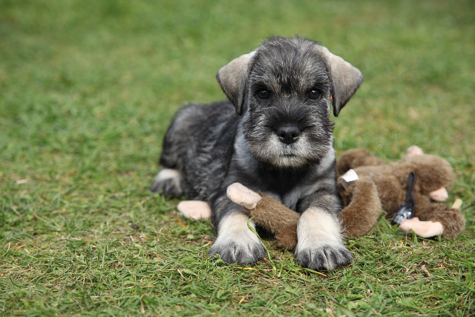 Schnauzer Puppy For Sale