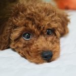 for sale toy poodle