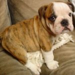 Bulldog Puppy For Sale