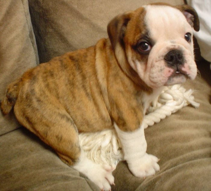 Bulldog Puppy For Sale