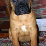 Bullmastiff Puppy For Sale