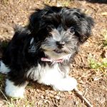 Havanese Puppy For Sale