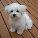 For Sale Maltese Dog