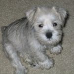 Miniature Schnauzer Puppy For Sale