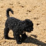 Poodle Puppy For Sale