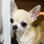 For Sale Teacup Chihuahua