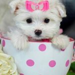 Teacup Puppy For Sale