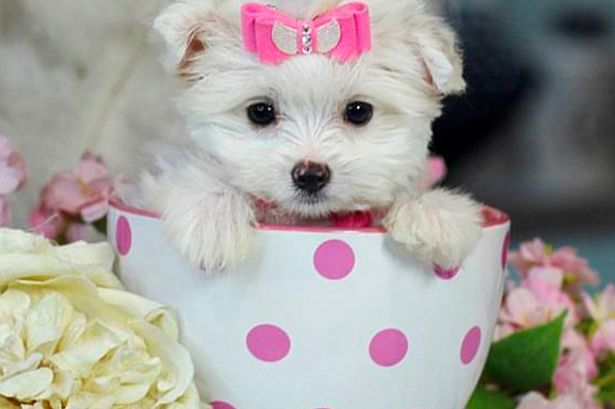 teacup dog breeds for sale