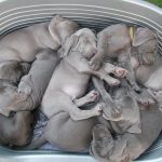 Weimaraner Puppy For Sale