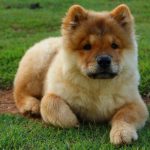 Chow Chow Puppy For Sale