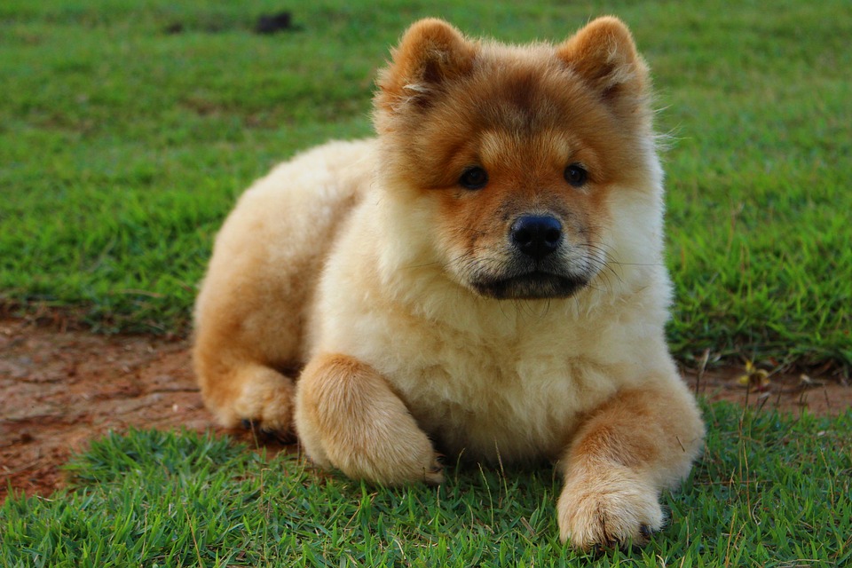 Chow Chow Puppy For Sale