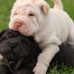 Shar Pei Puppy For Sale