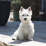 For Sale West Highland Terrier