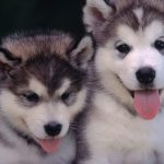 Alaskan Malamute Puppy For Sale