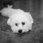 Bichon Frise Puppy For Sale