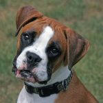 For Sale Boxer Dogs