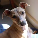 Italian Greyhound Puppy for Sale