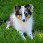 Sheltie Puppy For Sale